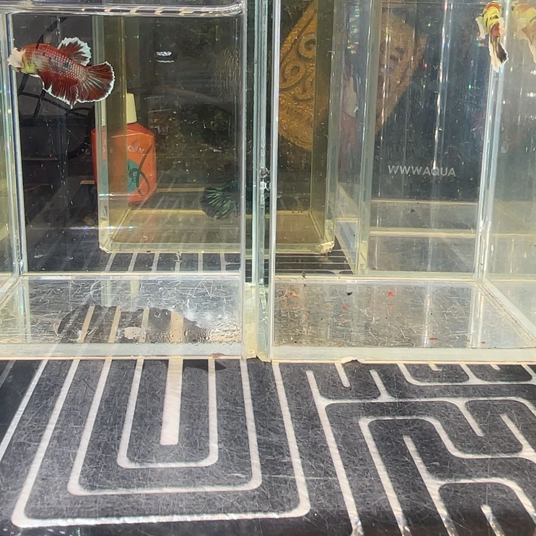 斗鱼19号1211早两只漫画