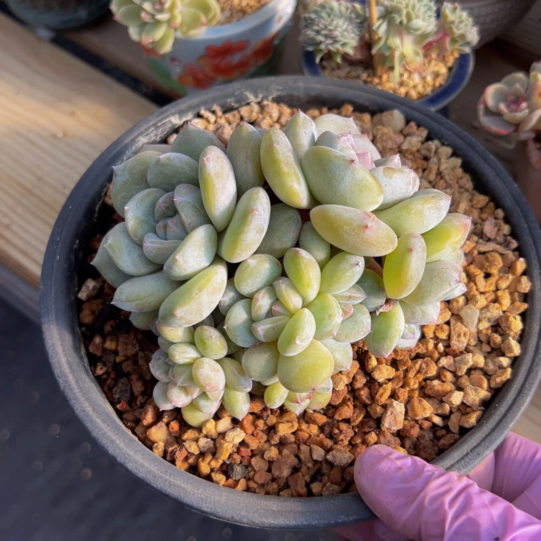 绿底星影 新年快乐 新年快乐