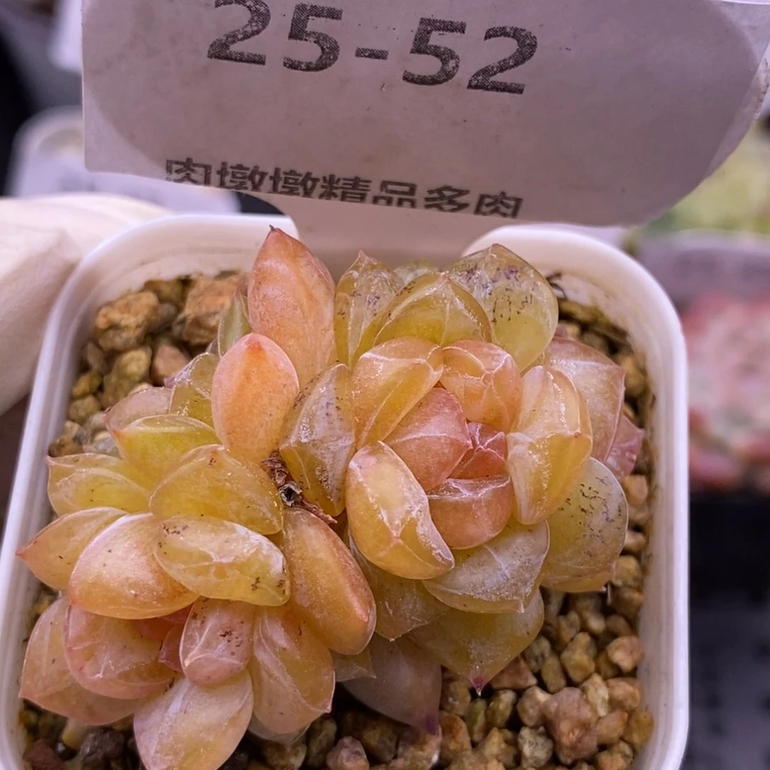 【闪购商品】25-52