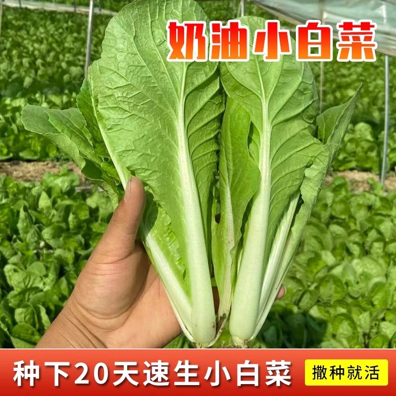 四季速生小白菜种子四季蔬菜种籽早熟小青菜阳台盆栽耐热奶油快菜
