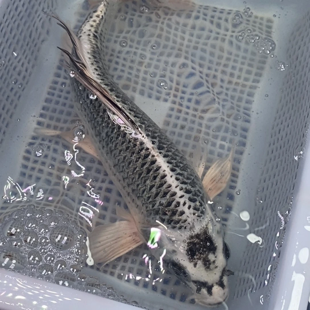 锦鲤锦鲤（无开箱视频不售后）开衩掉鳞属于正常现象 介意别拍