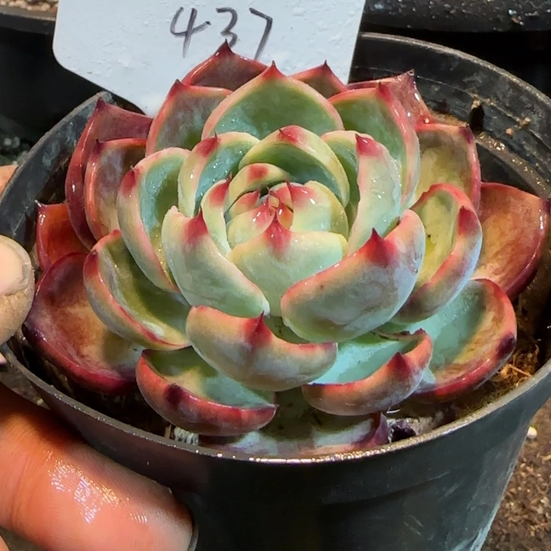 惊鸿一物一拍包装收缩花旱437