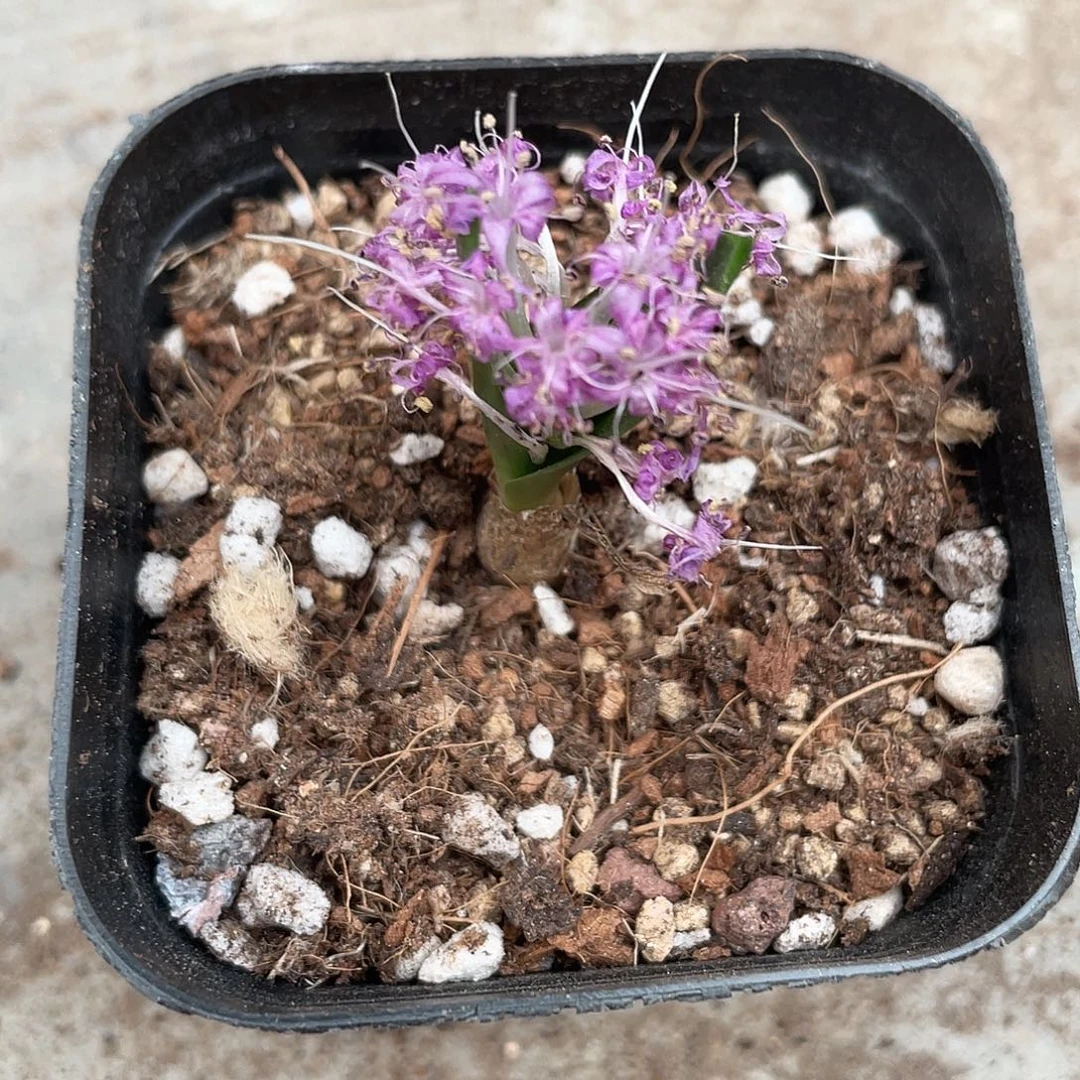 751侏儒立金花（满18元包邮）