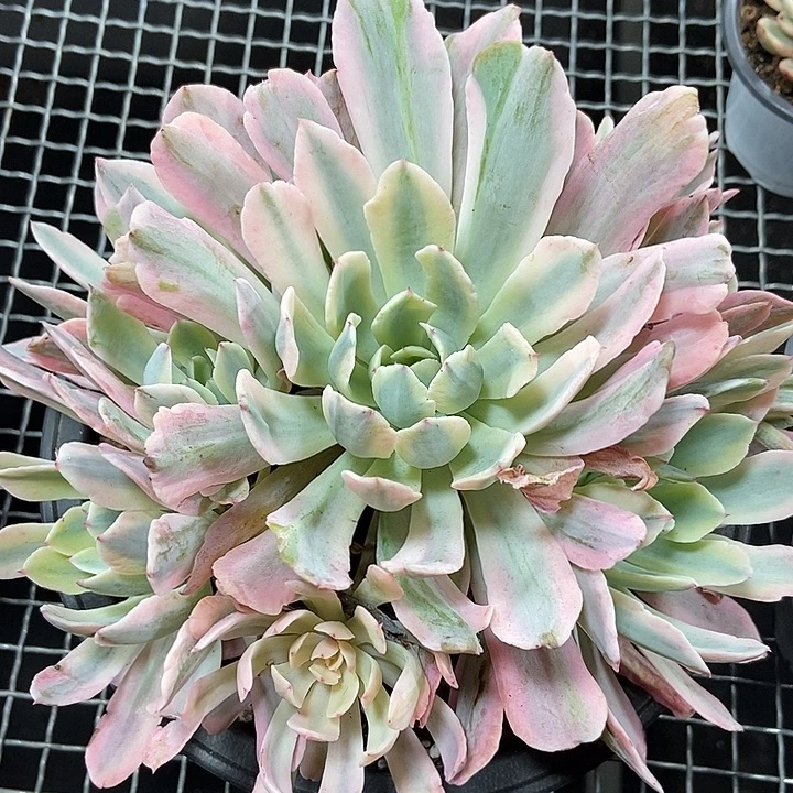 花车锦超大捧花的