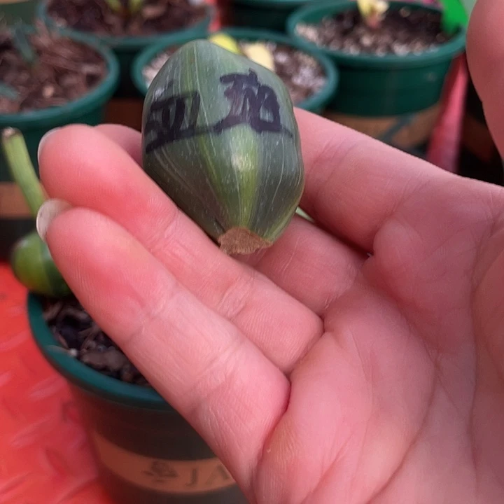 完全开放君子兰四季开花稀释甲醛