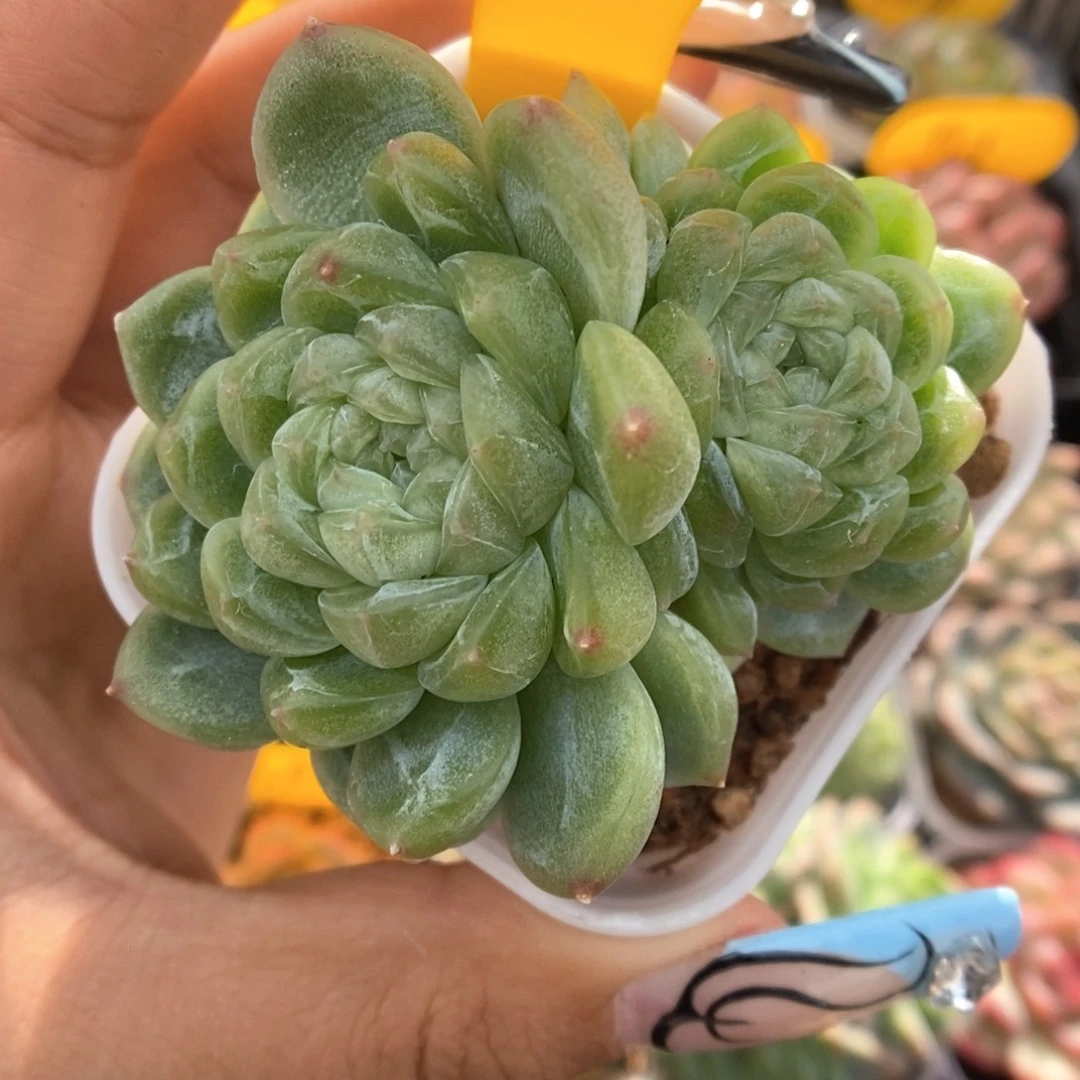 财富密码可拍274号。