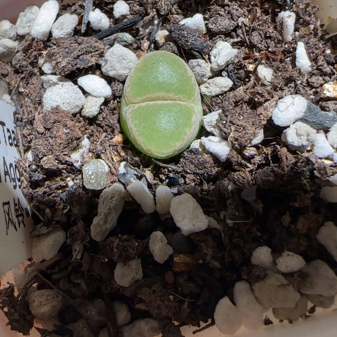肉锥多肉植物组合-1797.7、481