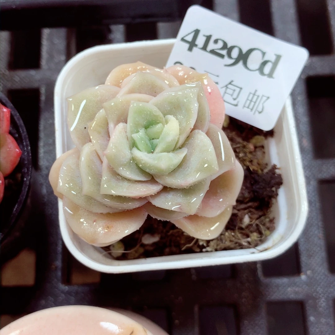 5厘米盆精控多肉4129