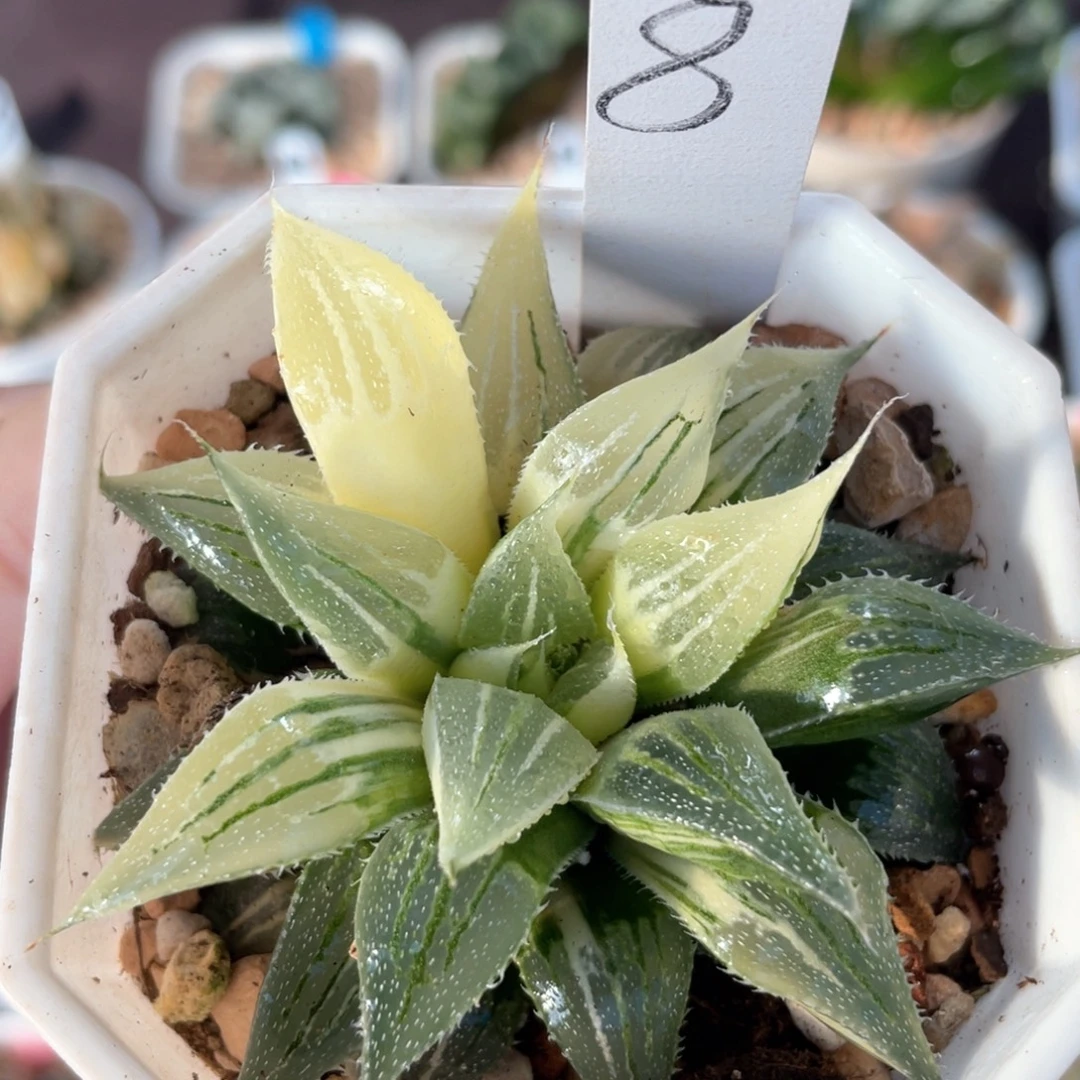 8小白鲨锦。