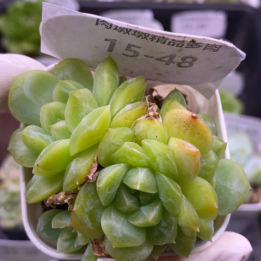 【闪购商品】15-48