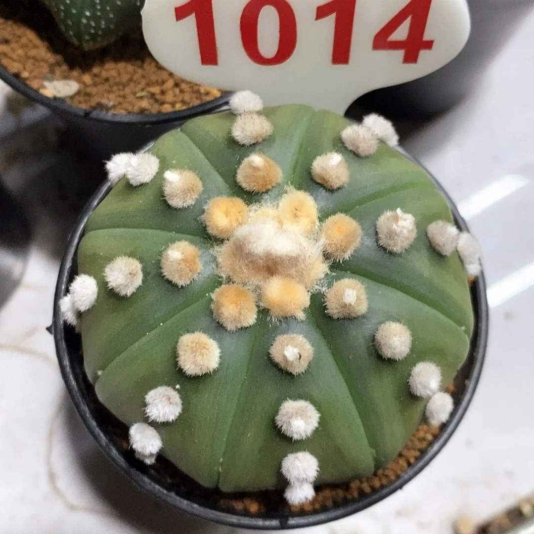 1014福利特价咯大尤