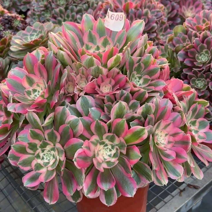 609粉女朋友郎35厘米左右