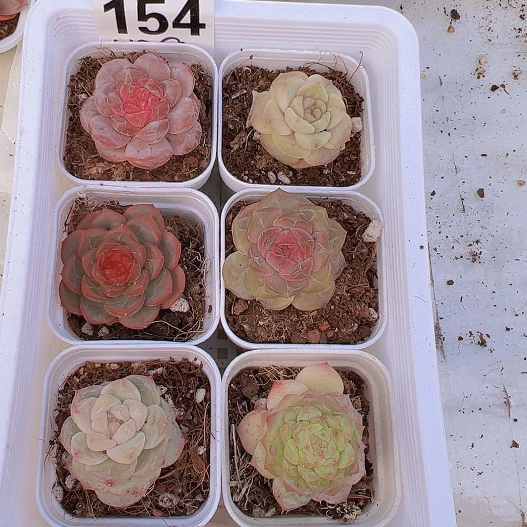 154精品5.5盆组合6颗