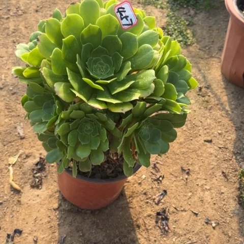 4-57绿羊绒多肉植物