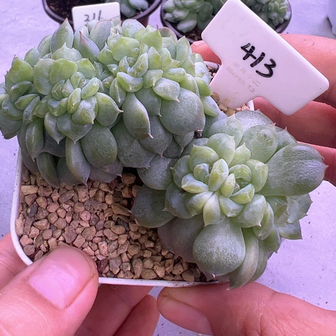 G****413号糖心缀晗雨多肉植物