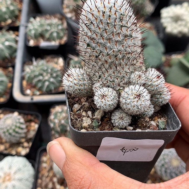 400 侧芽自根直刺配雷5厘米盆