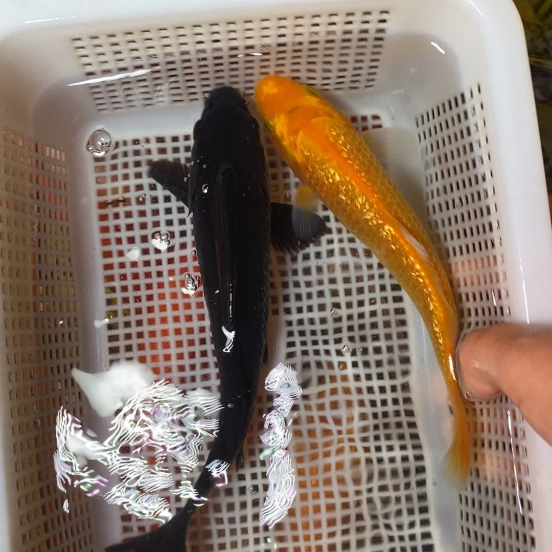 锦鲤冷水锦鲤包邮