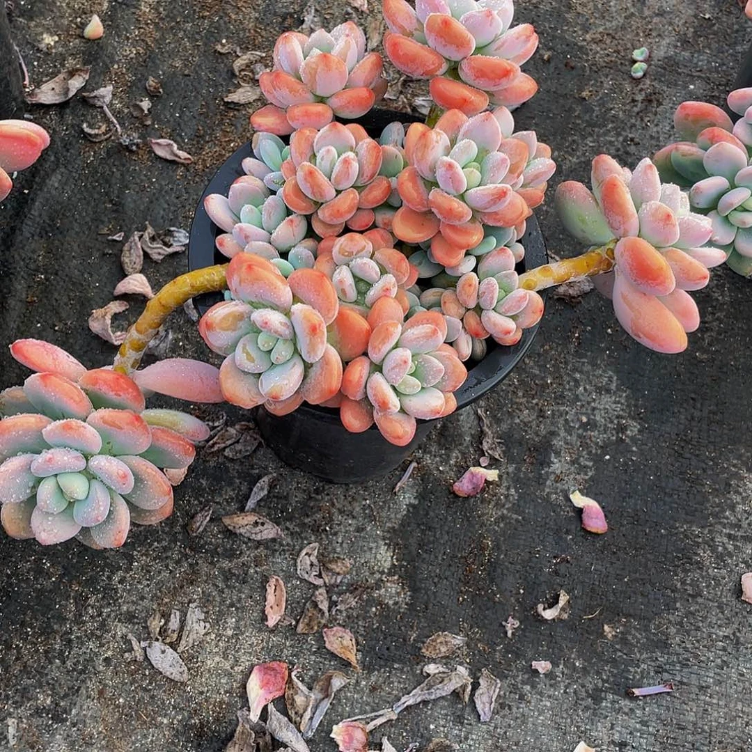 苹***果红洛神多肉植物群