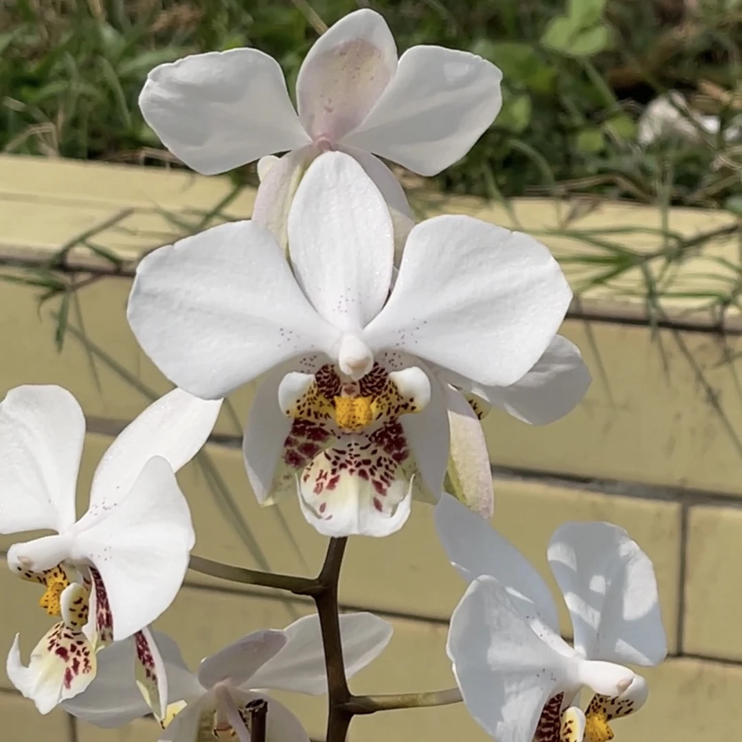 花农杰哥原生种蝴蝶兰直播用链接 JG110史塔基 大白