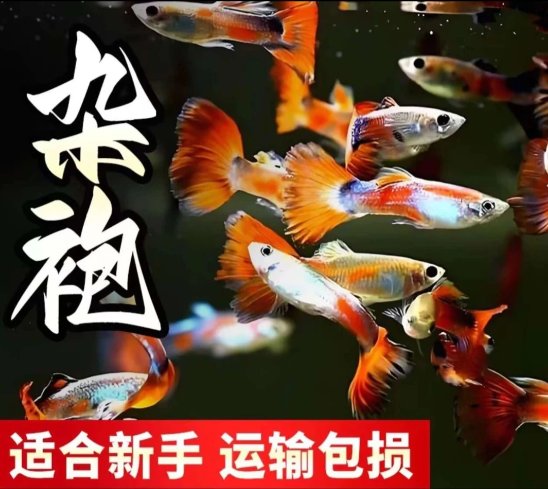 杂袍孔雀鱼 繁殖观赏鱼苗小型活的好养淡水热带凤尾