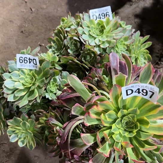 艾****姐多肉植物三个