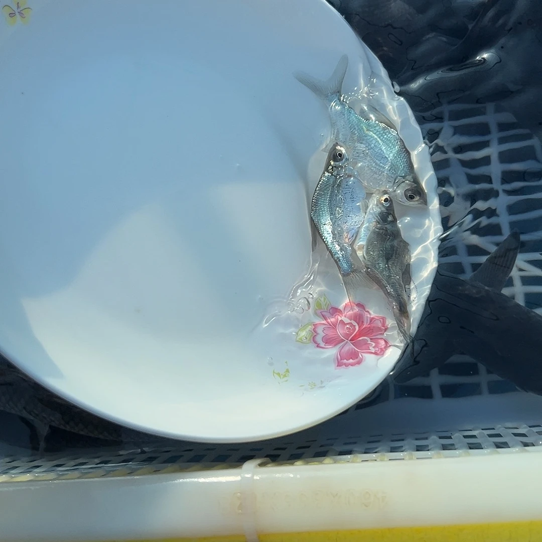 香***牛扁鱼5-6公分1 0 0条