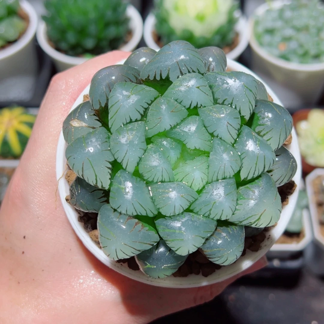 【闪购商品】母本潘氏冰灯