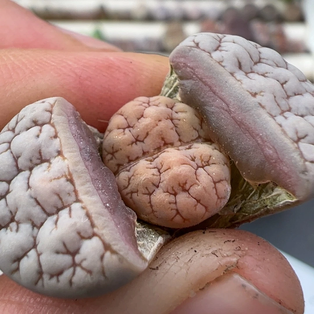 12.22好看的多肉脱土发货413