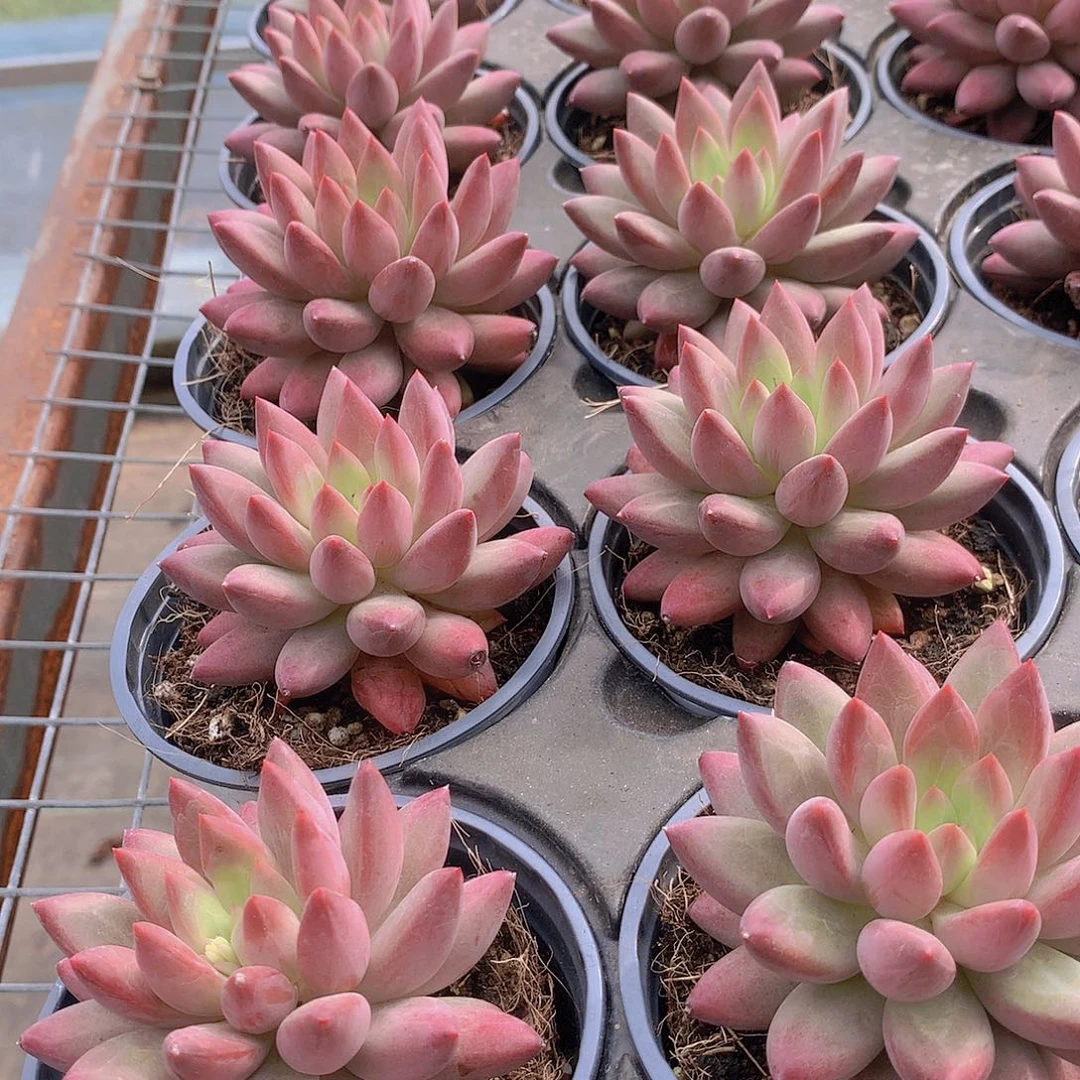 羽毛纹虞美人3567889999000
