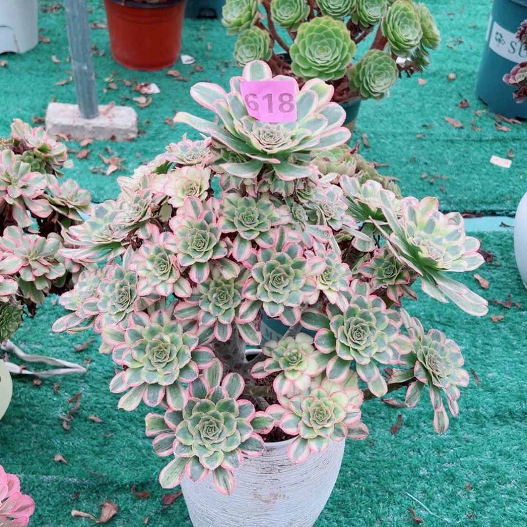 618白兰地法师多肉植物