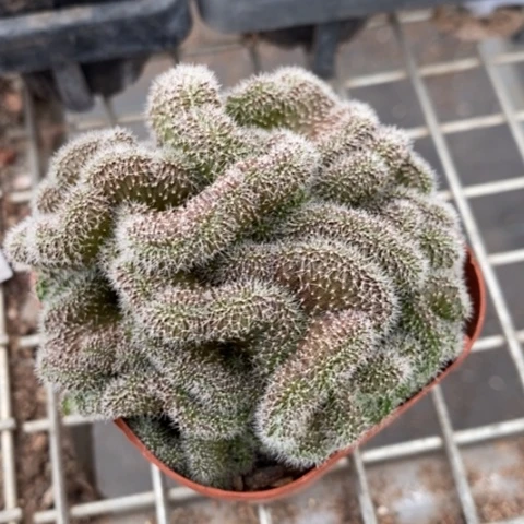 红彩草缀化8仙人球