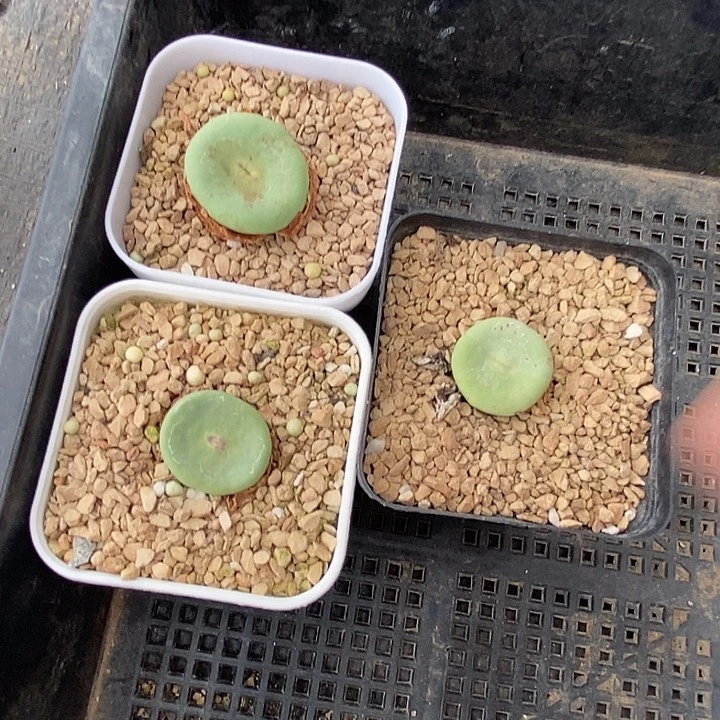 31563小红嘴dows一颗