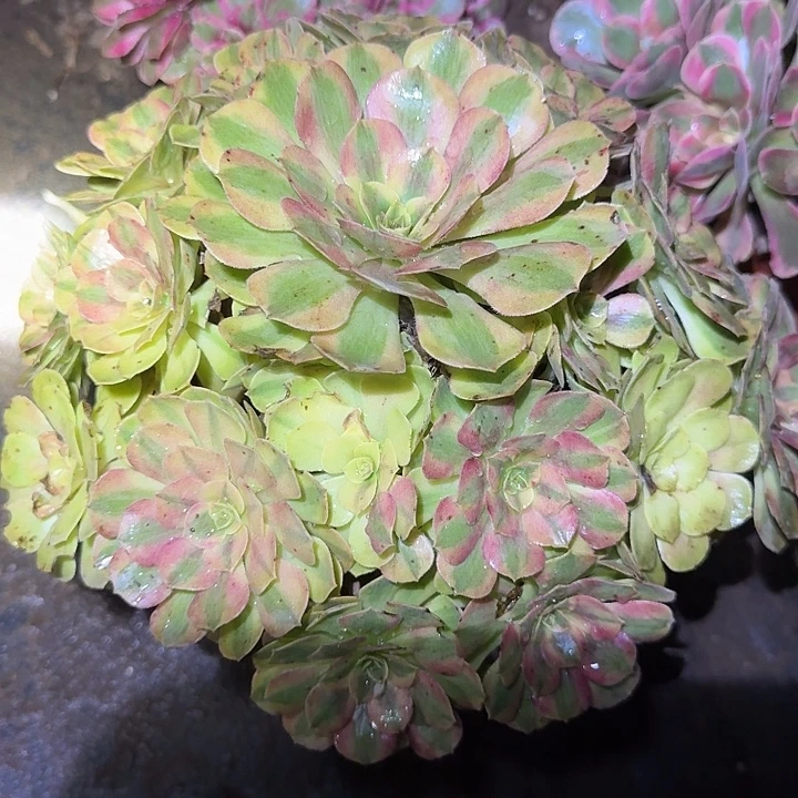 新品种雨荷老桩亏本福利