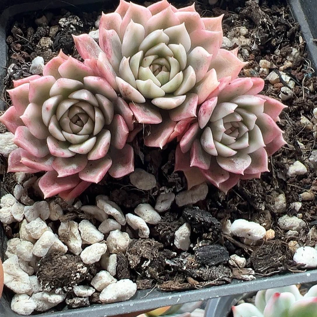 奥利维亚锦 小方花圃一物一拍