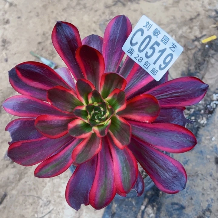 无毒锦多肉植物法师0519