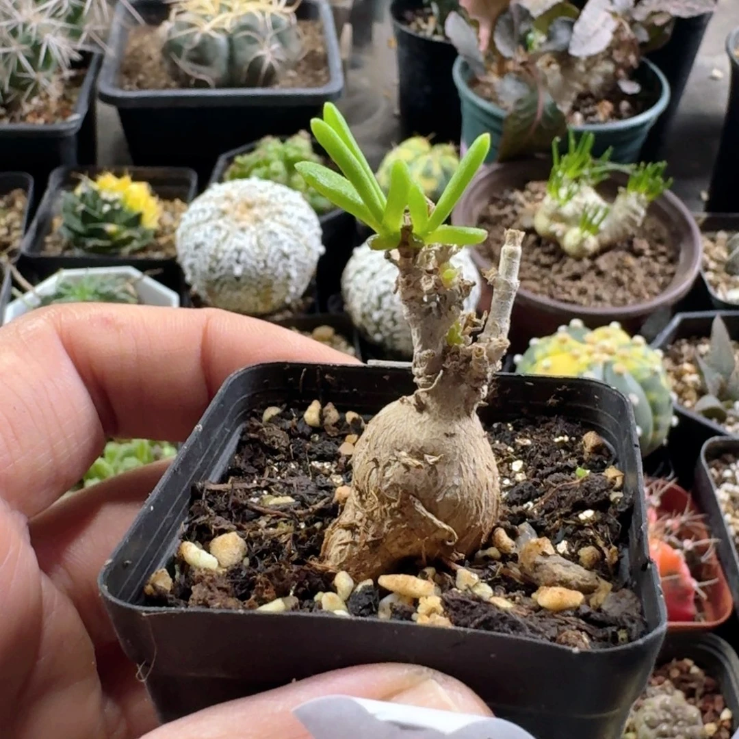 694冰花带盆发货实生