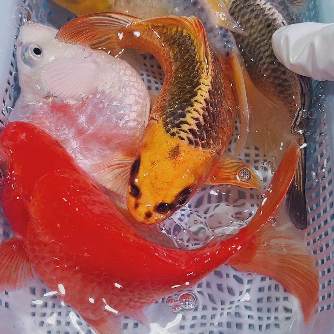 锦鲤锦鲤冷水观赏鱼107