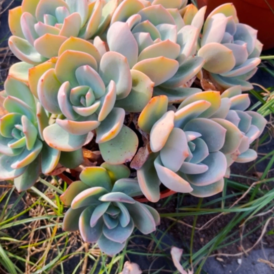 【闪购商品】?***°白凤