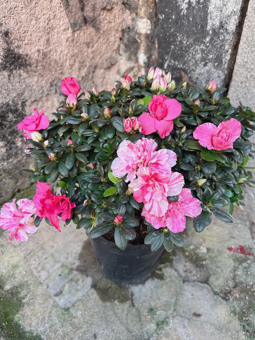 【五宝喷砂】四季曙光杜鹃一树多色带花苞珍贵品种室内外好养花卉