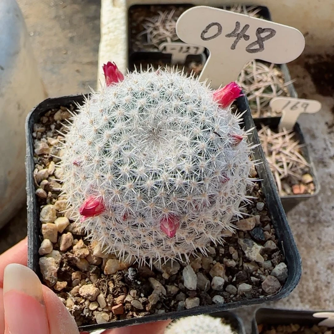 48实生穴源希望丸多肉