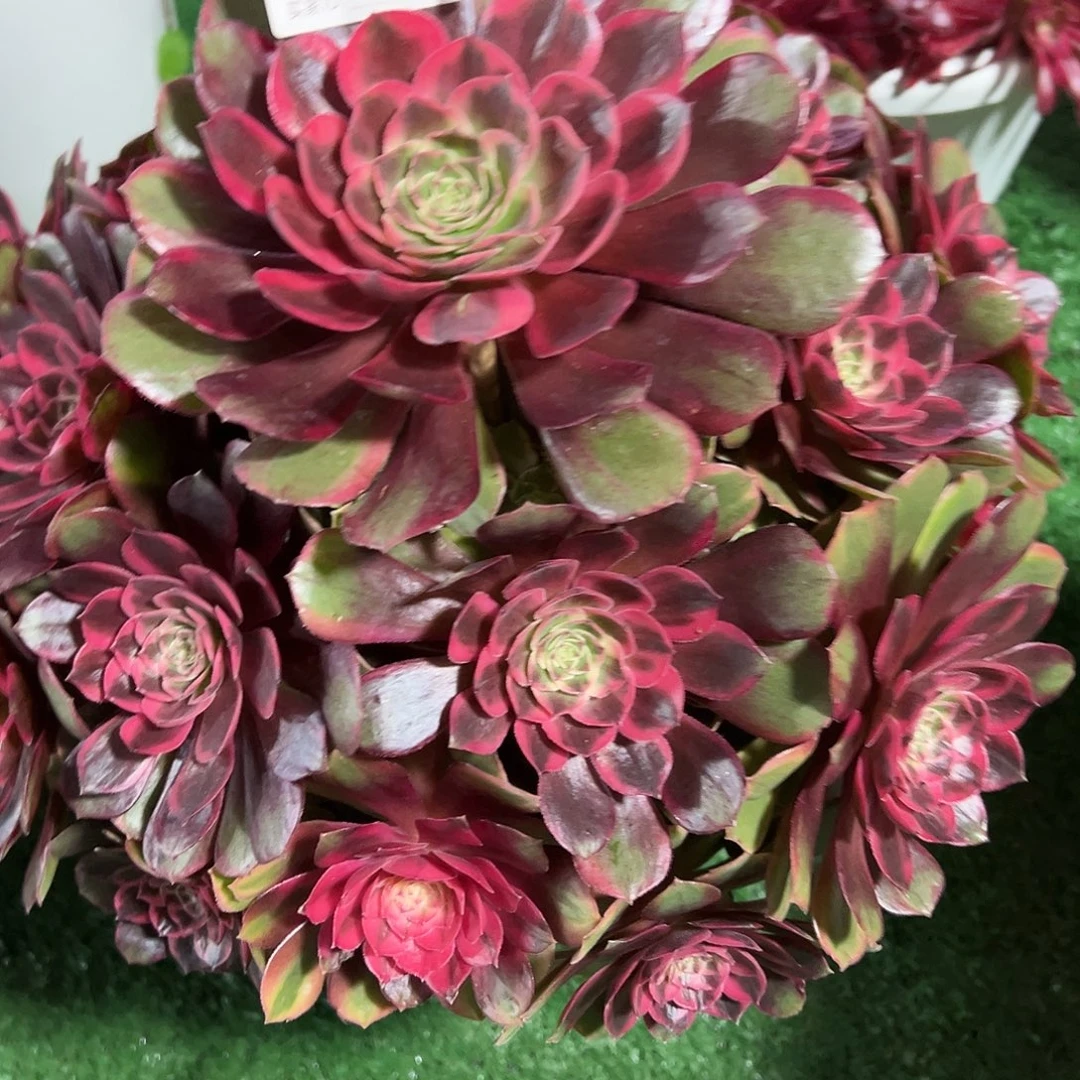 248克拉恋人多肉法师植物