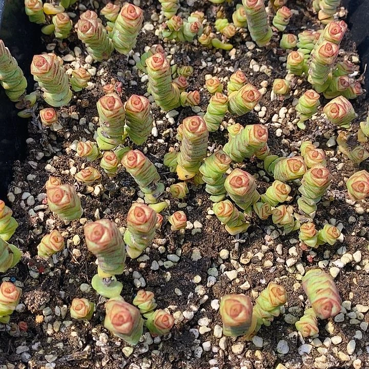 82 多肉植物盆栽花卉植物