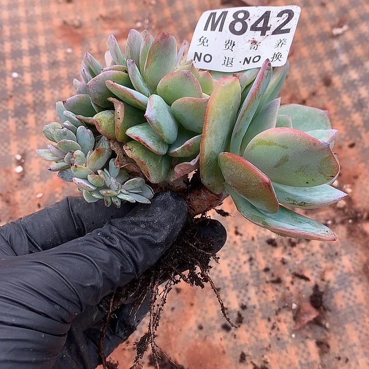 白凤缀化 多肉植物 9.23号后发货
