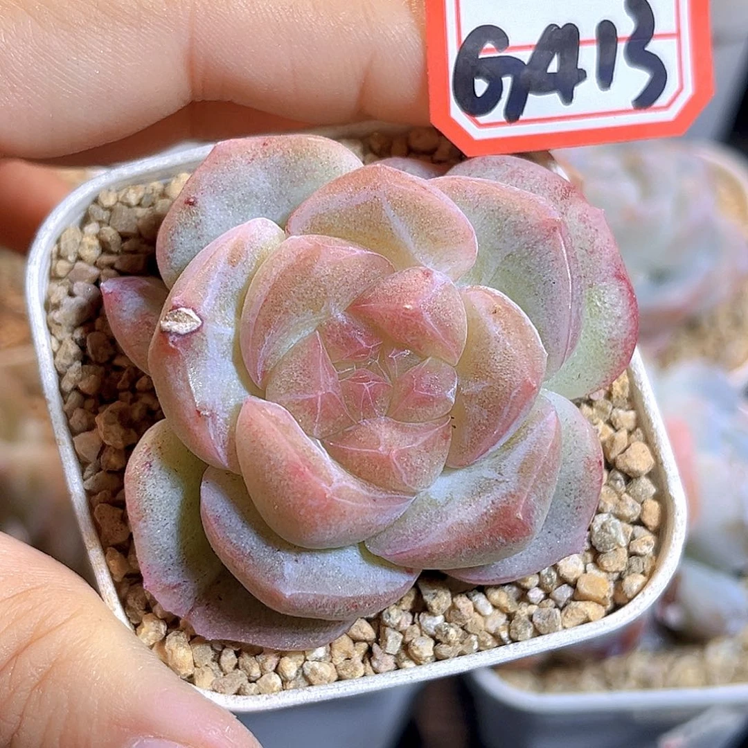 G413 冰岛B石化多肉