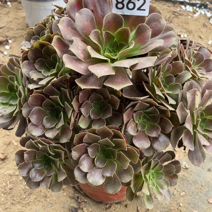 无花朵862多肉植物欧紫