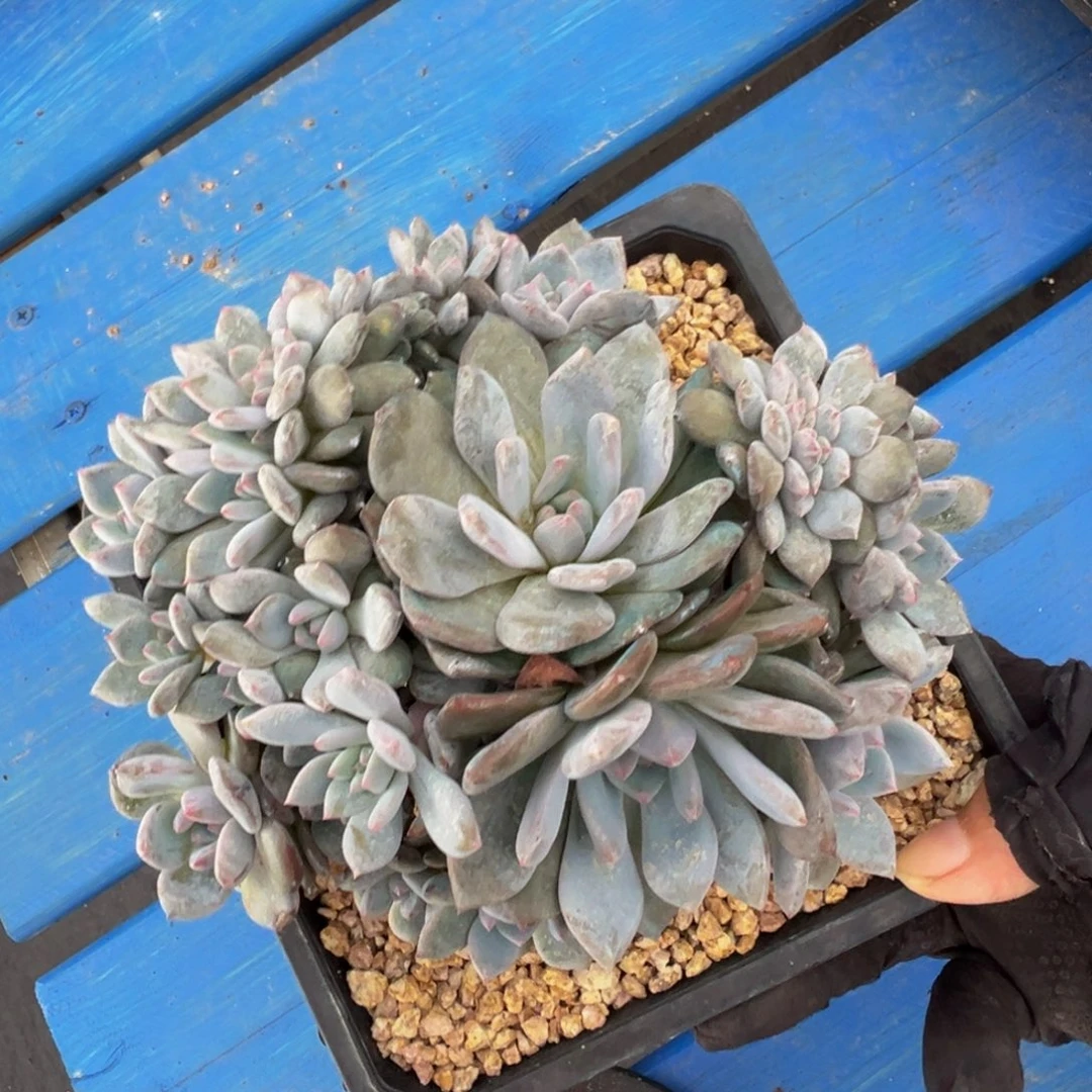 星影石榴籽漳州20头朵朵缀