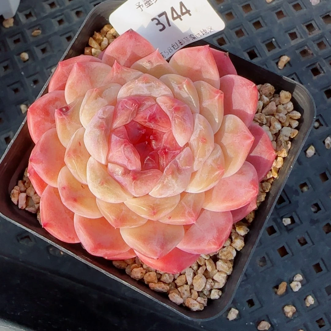 秘境冰魄，3744多肉植物