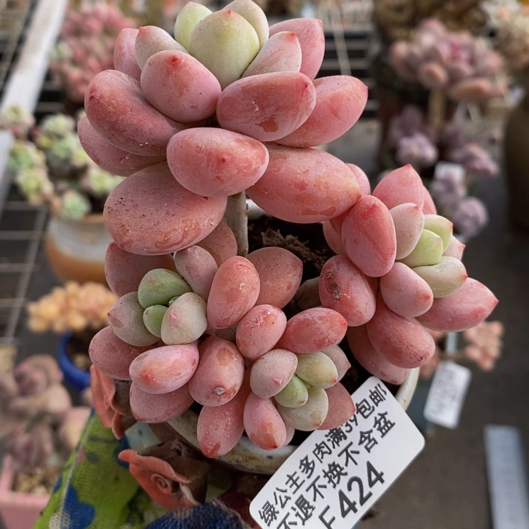 樱花洛神424/8c m