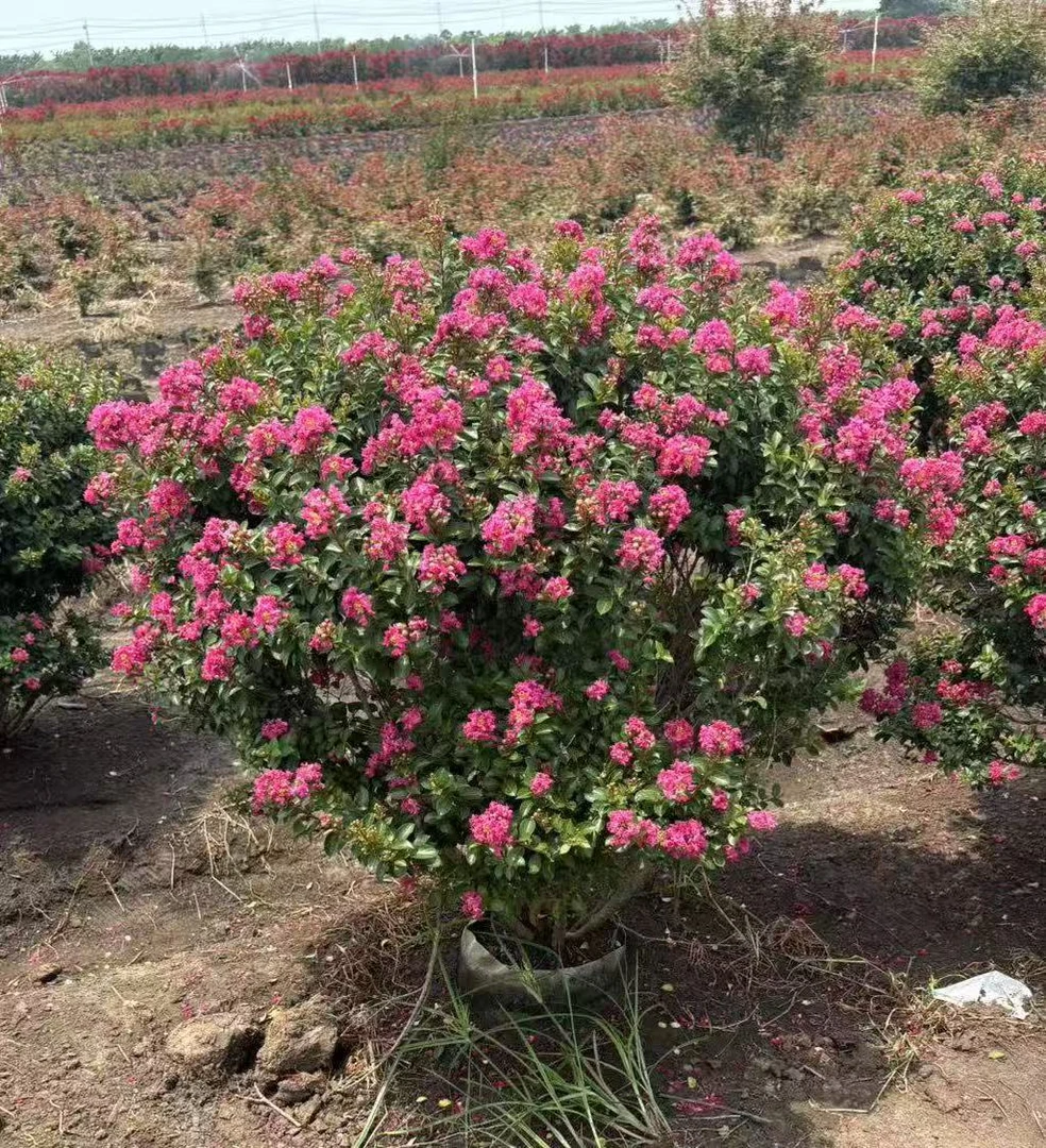 【顺丰包邮】波科莫克紫薇花贵妃球庭院别墅地景绿化球形紫薇花盆栽