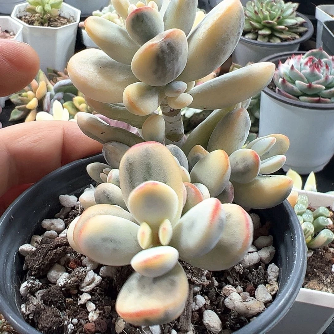 福娘锦无砍群 小方花圃一物一拍